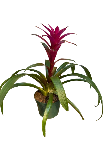 ★☆★yucc★☆★ Color Guard Yucca Plant - Adam's Needle - Quart Pot - Low